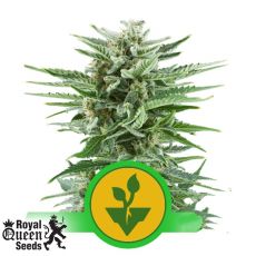 Royal Queen Seeds Easy Bud Automatic