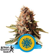 Royal Queen Seeds Euphoria CBD