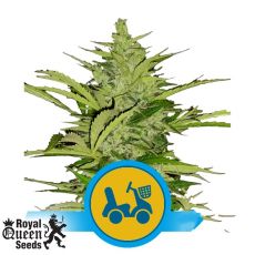 Royal Queen Seeds Fast Eddy Auto CBD