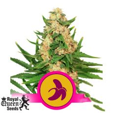 Royal Queen Seeds Fat Banana