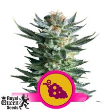 Royal Queen Seeds Fruit Spirit