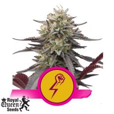 Royal Queen Seeds Green Crack Punch aka Green Punch