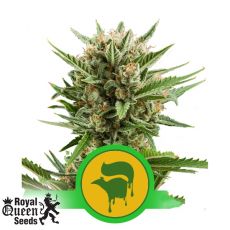 Royal Queen Seeds Sweet Skunk Automatic