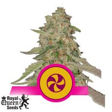 Royal Queen Seeds Sweet ZZ aka Sweet Zkittlez