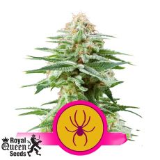 Royal Queen Seeds White Widow
