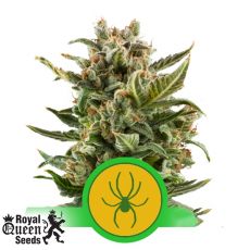 Royal Queen Seeds White Widow Automatic