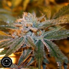 Sagarmatha Seeds Boulder Bubblegum