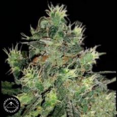 Sagarmatha Seeds Midnite Blue