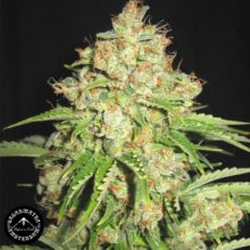 Sagarmatha Seeds White Widow #2