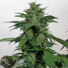 Seedism Seeds Kush Valley Lemon Sorbet