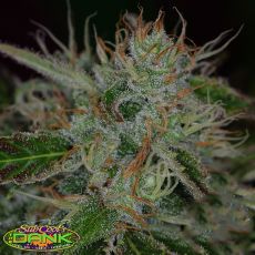 SubCools The Dank Seeds Chernobyl