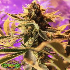 SubCools The Dank Seeds Cherry Cordial