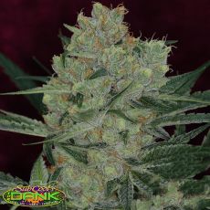 SubCools The Dank Seeds Cheese Quake