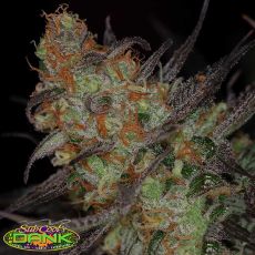 SubCools The Dank Seeds Qleaner