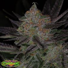 SubCools The Dank Seeds Qrazy Train