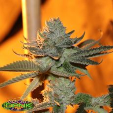 SubCools The Dank Seeds Sergeant Slaughter