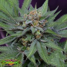 SubCools The Dank Seeds UVA
