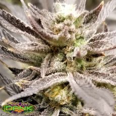 SubCools The Dank Seeds Zinger