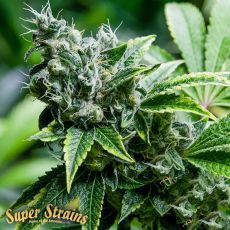 Super Strains Seeds Eden