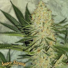 Super Strains Seeds El Cucaracha