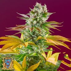 Sweet Seeds Gorilla Girl F1 Fast Version