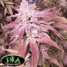 TGA SubCool Seeds Joshua Tree