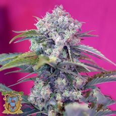 Sweet Seeds AUTO Cream Mandarine