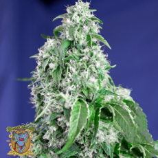 Sweet Seeds Big Devil Fast Version