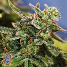 Sweet Seeds Black Jack Fast Version