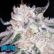 SinCity Seeds Bora Bora