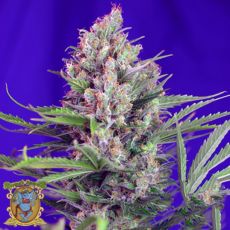 Sweet Seeds Cream Mandarine Fast Version