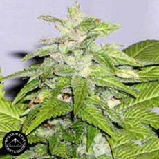 Sagarmatha Seeds Early Riser