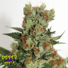 Ripper Seeds Fuel OG