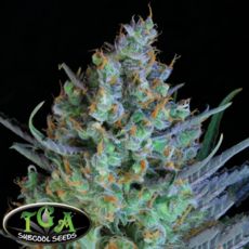 TGA Subcool Seeds Jacked Up