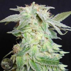 Seedism Seeds King Kush