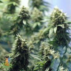 Sativa Seeds N.Y.P.D