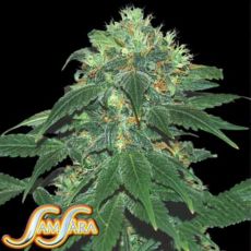Samsara Seeds Punky Lion