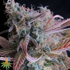Sativa Seeds Raspberry Cough