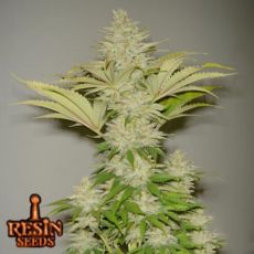 Resin Seeds Bubblicious