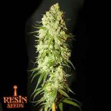 Resin Seeds Cannatonic