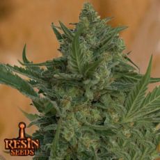 Resin Seeds Critical Haze