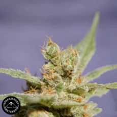 Sagarmatha Seeds Rhode Island Skunk