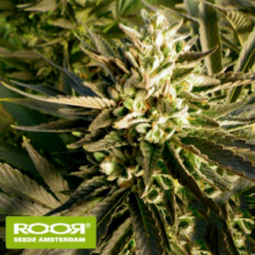 RooR Seeds i3 ROOR Citrus Smoothie