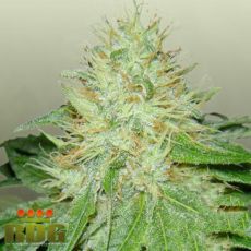 Royal Dutch Genetics Six Shooter