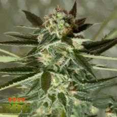 Royal Dutch Genetics Strawberrykush