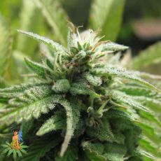 Sativa Seeds Royal Flush