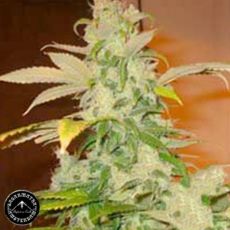 Sagarmatha Seeds Matanuska Tundra