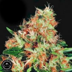 Sagarmatha Seeds Mangolian Indica