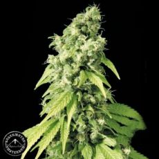 Sagarmatha Seeds Northern Lights #9