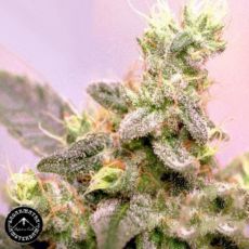 Sagarmatha Seeds Yumbolt